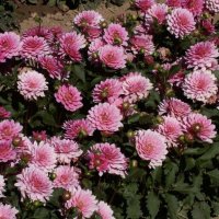 Stern-Dahlia-Libra