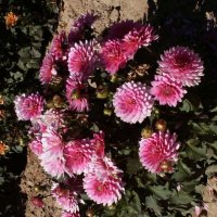 Stern-Dahlia-Phoenyx
