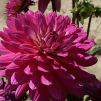 Stern-Dahlia-Virgo