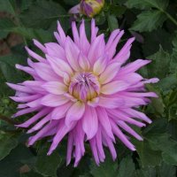 Alenka