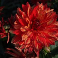 Betelgeuse