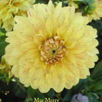 Mas Merry