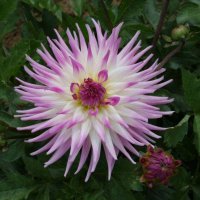 Darina