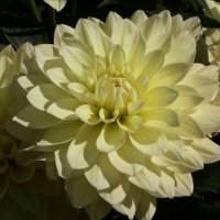 Stern-dahlia-Auriga