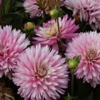 Stern-Dahlia-Cetus