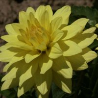 Stern-Dahlia-Crux