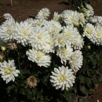 Stern-Dahlia-Cygnus