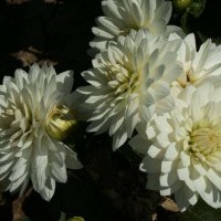 Stern-Dahlia-Draco