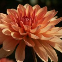 Stern-Dahlia-Hydrus