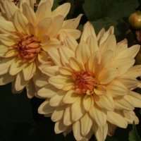Stern-Dahlia-Lacerta