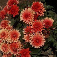 Stern-Dahlia-Leo
